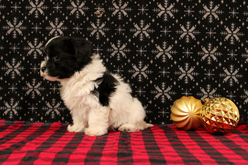 puppy, for, sale, Maltipoo, Matthew B. Stoltzfus, dog, breeder, Gap, PA, dog-breeder, puppy-for-sale, forsale, nearby, find, puppyfind, locator, puppylocator, aca